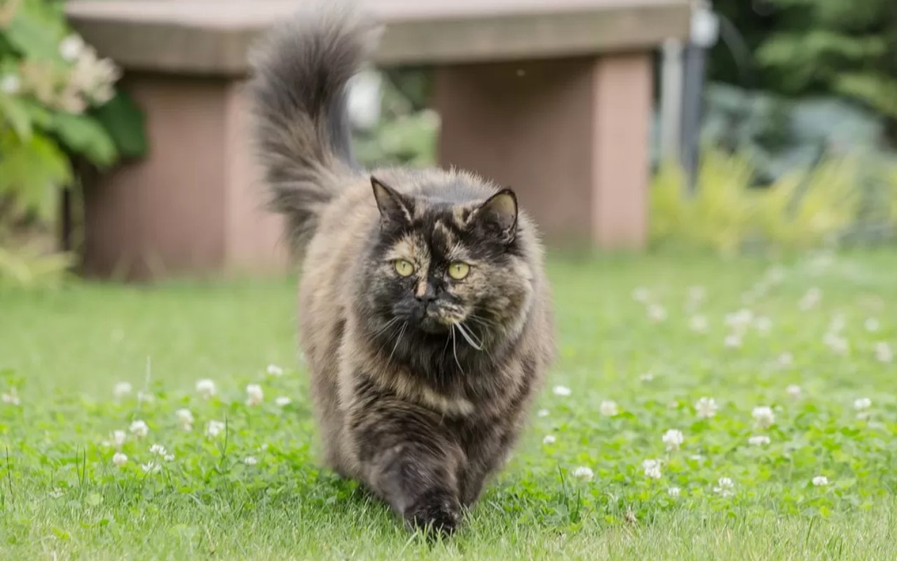 gatto in giardino