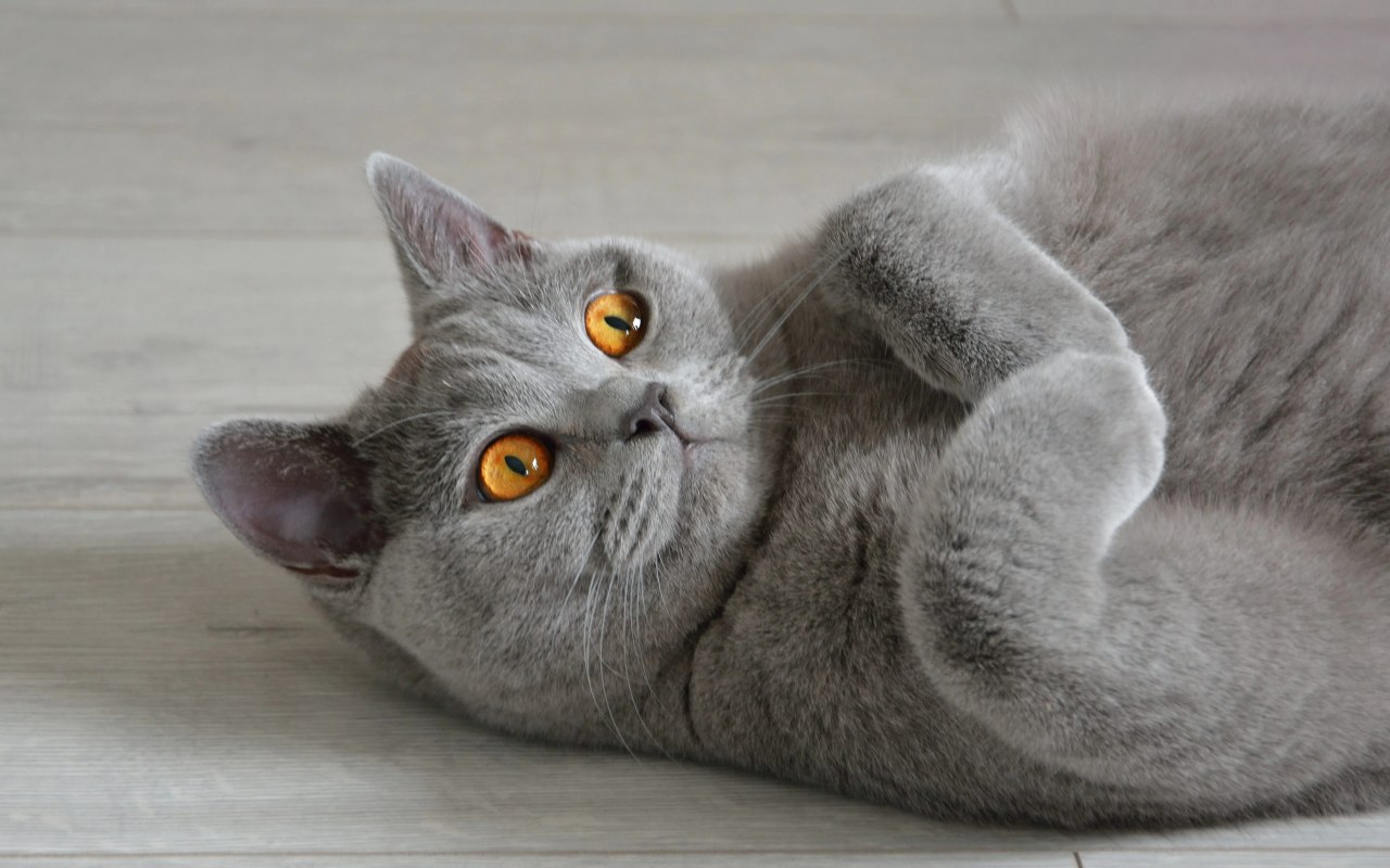 british shorthair