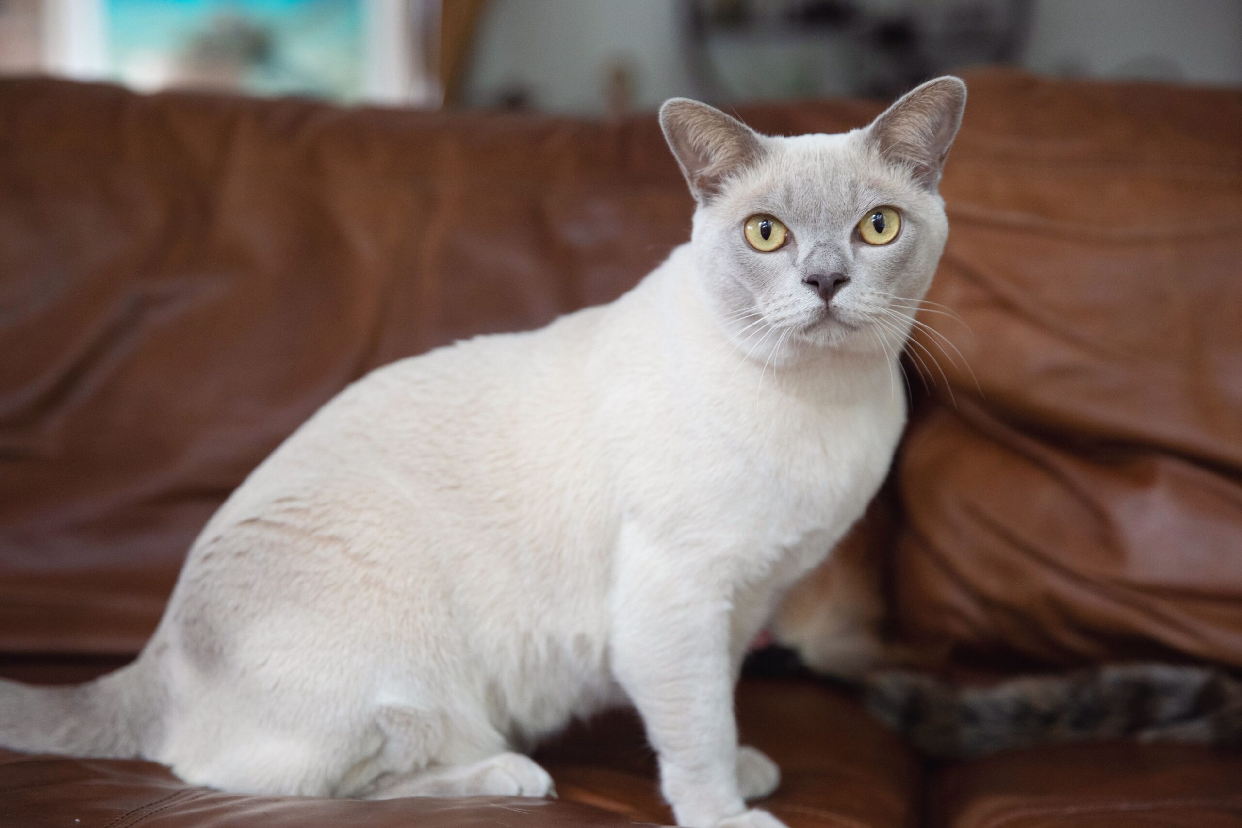 gatto burmese bianco