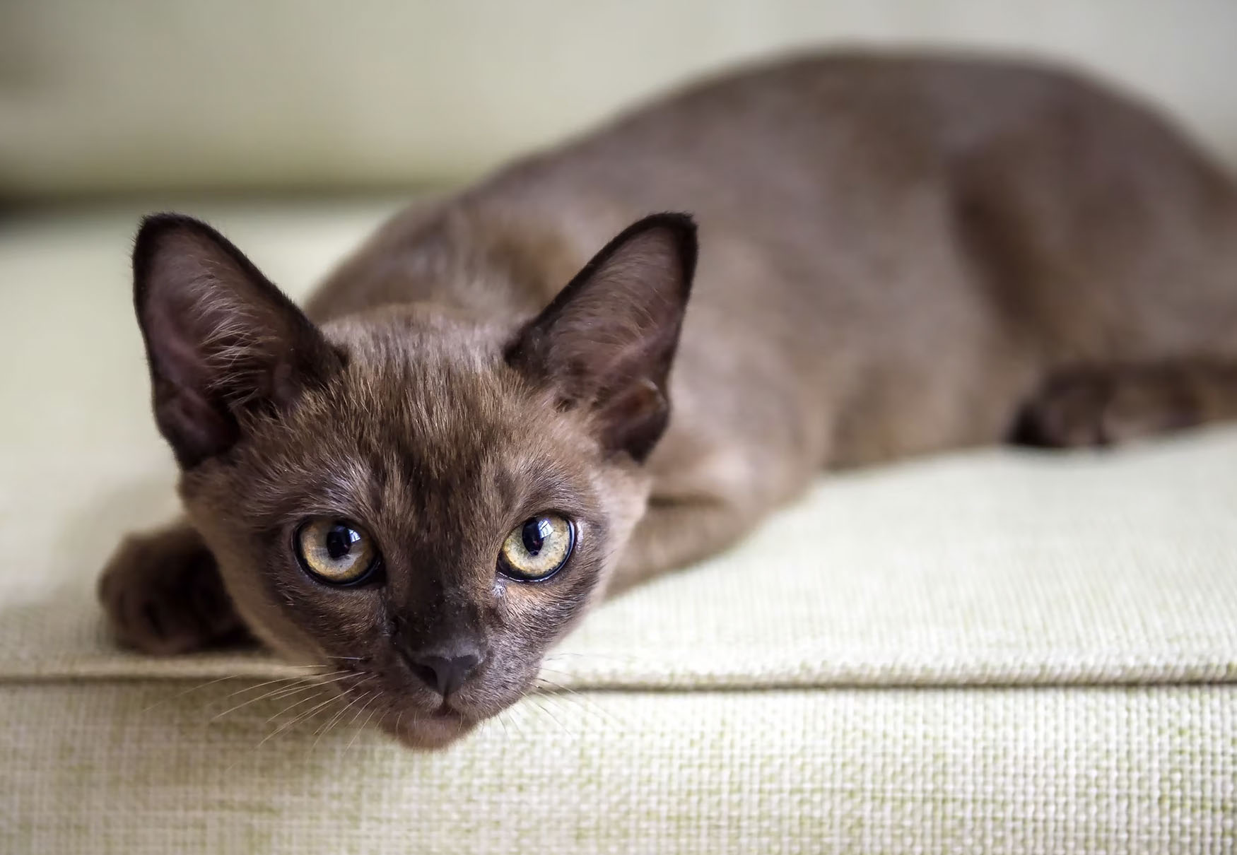 gatto burmese su divano