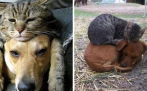 Queste foto dimostrano come per i gatti i cani alle volte siano solo dei… cuscini