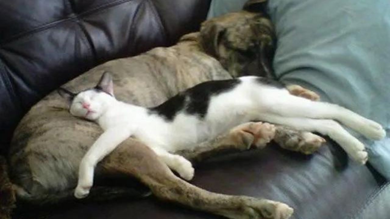 cane e gatto dormono