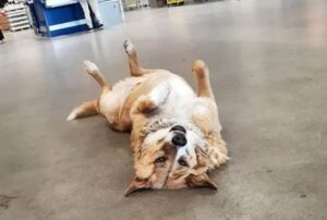 Questa sede di Ikea ha aperto le sue porte a dei cani randagi per dare loro un rifugio caldo