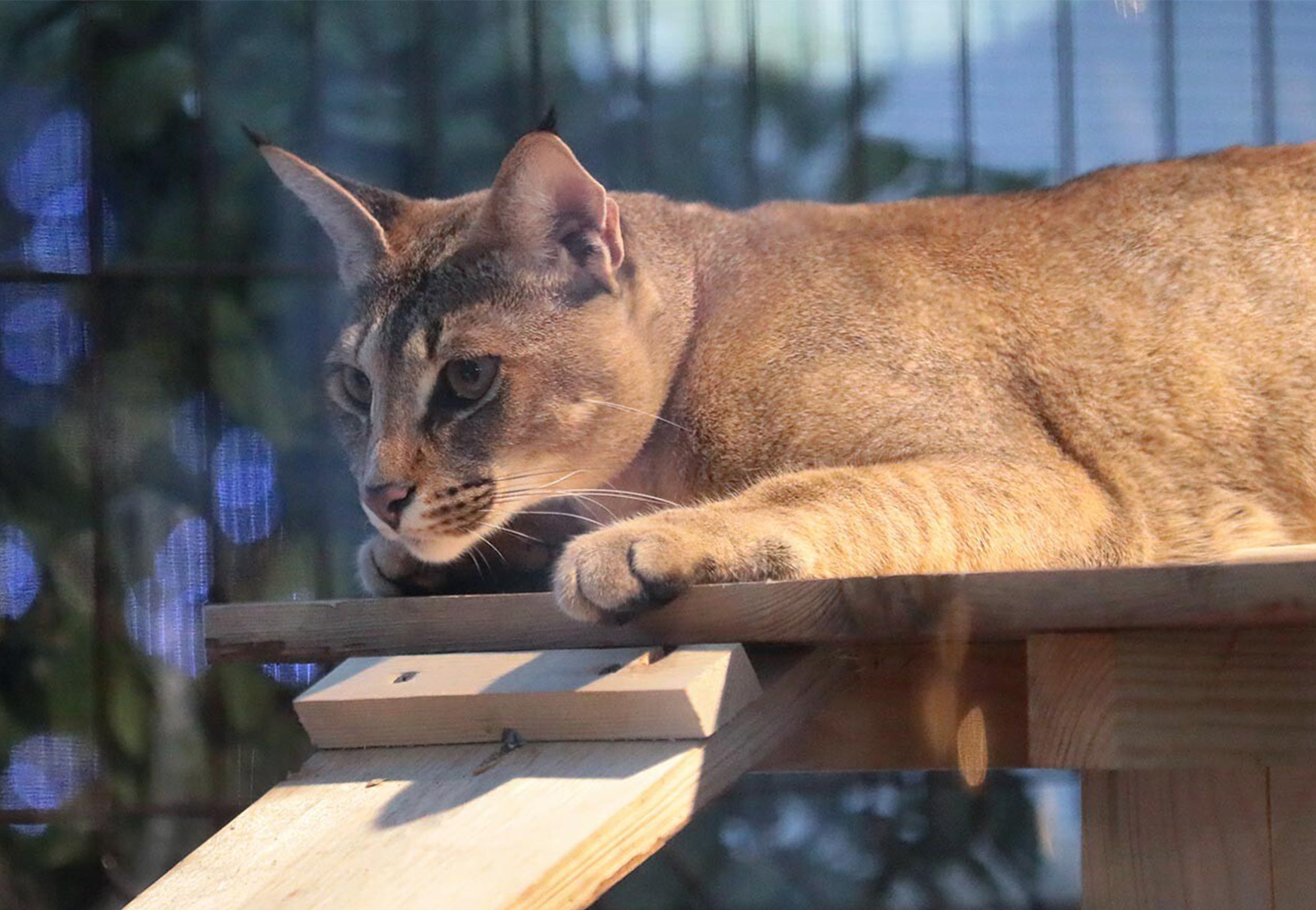 gatto che caccia