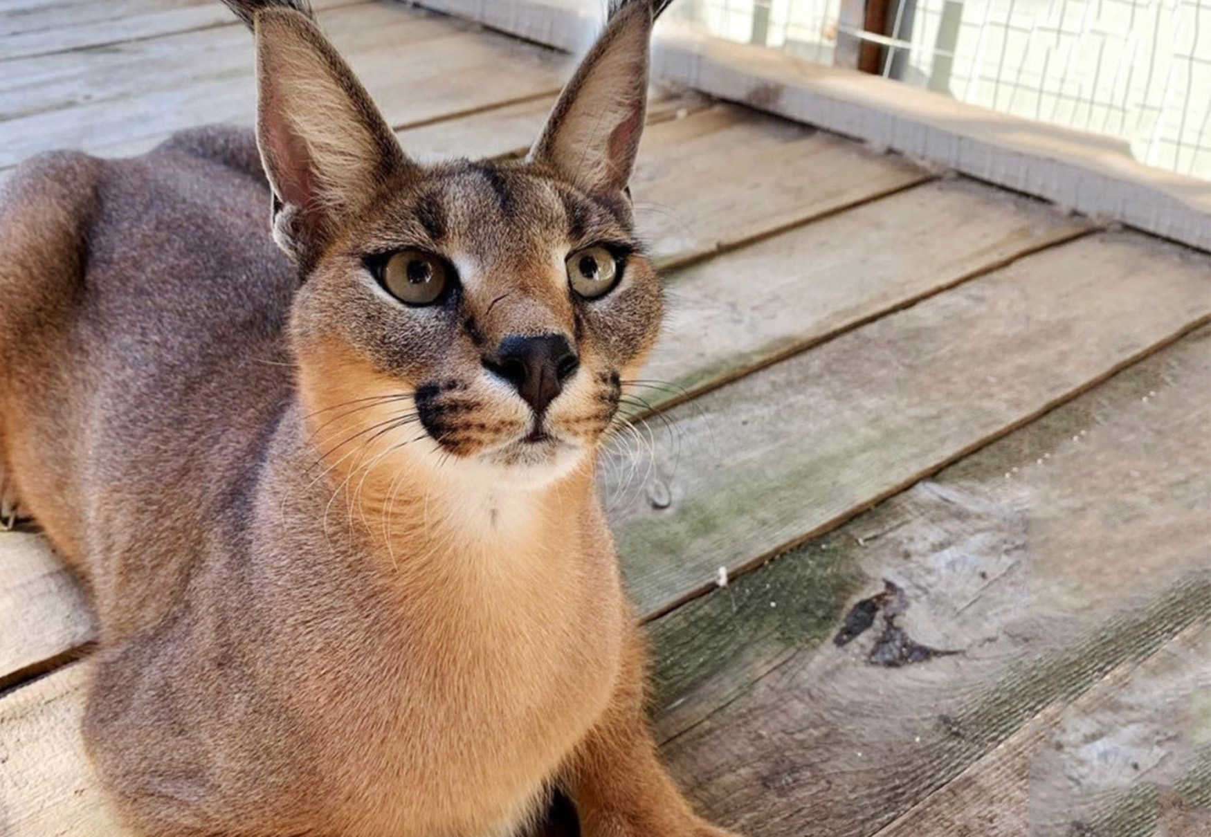 gatto caracal da cui proviene il cacacat