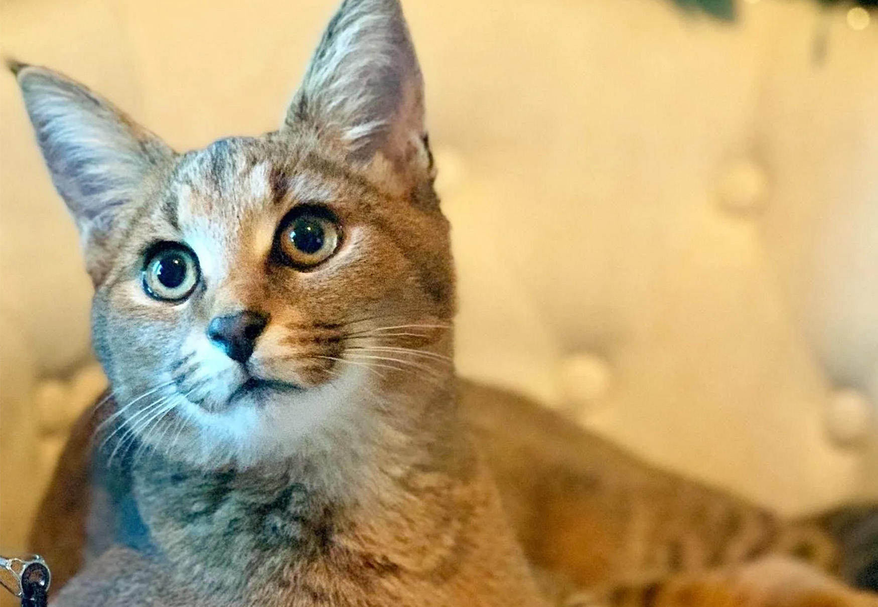 cucciolo di gatto caracat