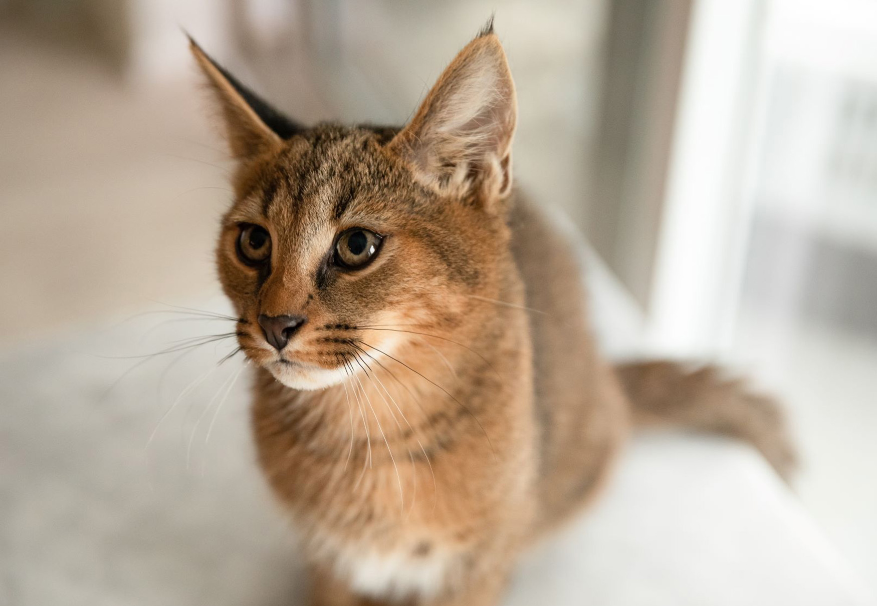 gatto caracal giovane