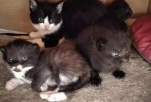 Una colonia di gatti in difficoltà ha finalmente trovato nuova speranza grazie a una donna speciale