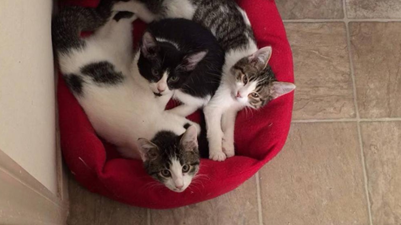 Tre gattini adottati nella cuccia