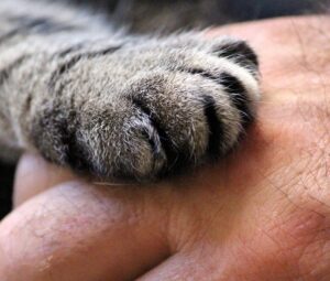 Coppia adotta tre gattini che devono riprendersi da infezioni alle vie respiratorie superiori