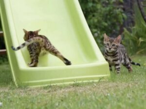 Il modo in cui questi gattini del Bengala si divertono con uno scivolo per bambini è davvero sorprendente