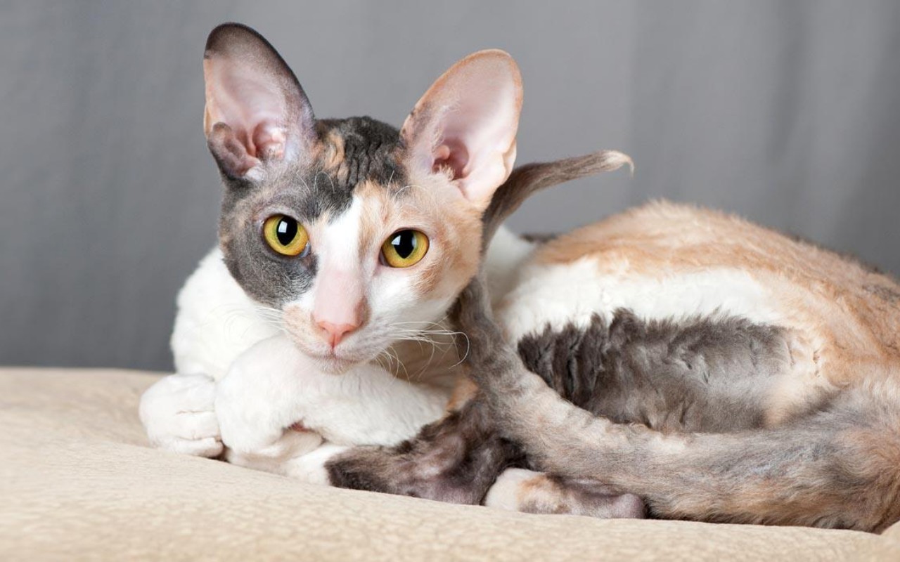 cornish rex