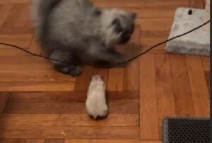 Incredibile ma vero: questo gatto è spaventatissimo dai movimenti del suo “fratello” criceto