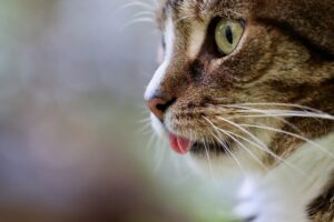 Cuccetta del gatto presa a calci a Nocera Inferiore: due video incastrano i colpevoli