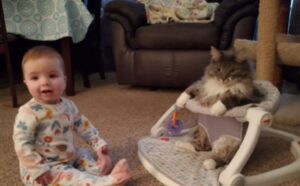 L’amore che questo gatto prova per la culla mobile del suo fratellino umano lascia i padroni inermi (VIDEO)