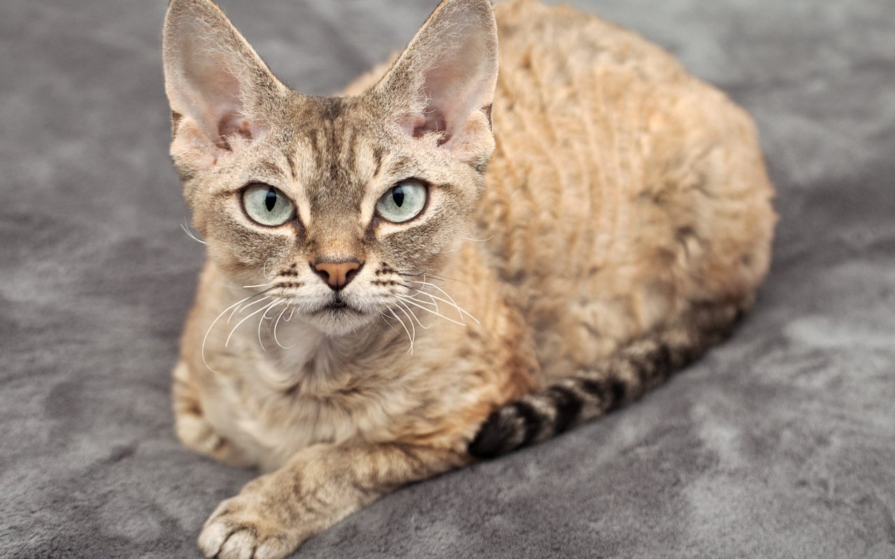 devon rex