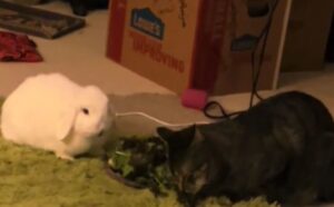 Il gatto si unisce al suo fratellino coniglio ogni sera per uno spuntino a base di insalata (VIDEO)
