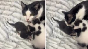 Mamma gatta, ex randagia, ha deciso di allevare come suoi i gattini più indifesi