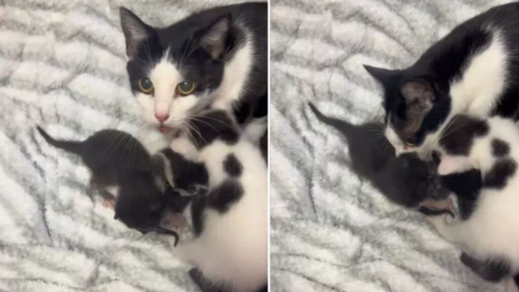 una mamma gatta con i suoi gattini