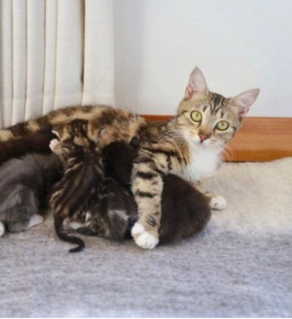 una mamma gatta con i suoi gattini
