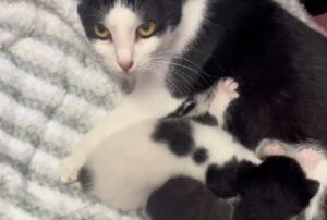 Dopo una vita di dolore la mamma gatta, ex randagia, decide di dare a dei gattini tutto l’amore del mondo