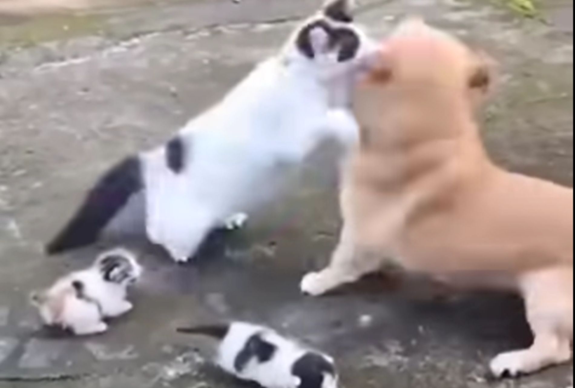 gatta difende cuccioli
