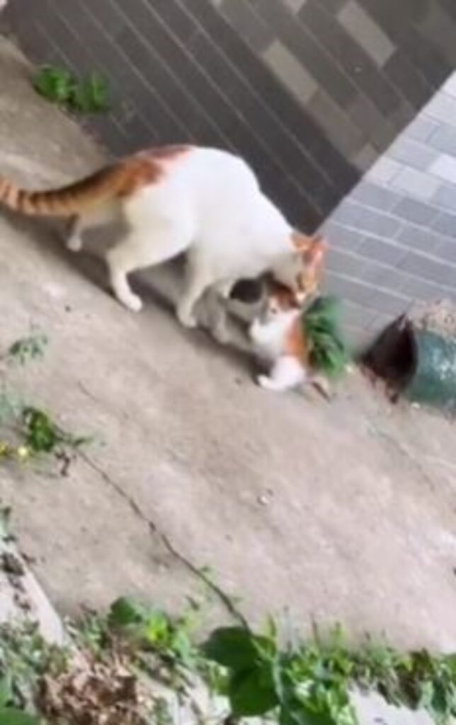 una gatta con un gattino