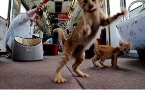 Questo è il “treno dei gattini” ed è stato creato per aumentare la consapevolezza sulle loro condizioni nel mondo