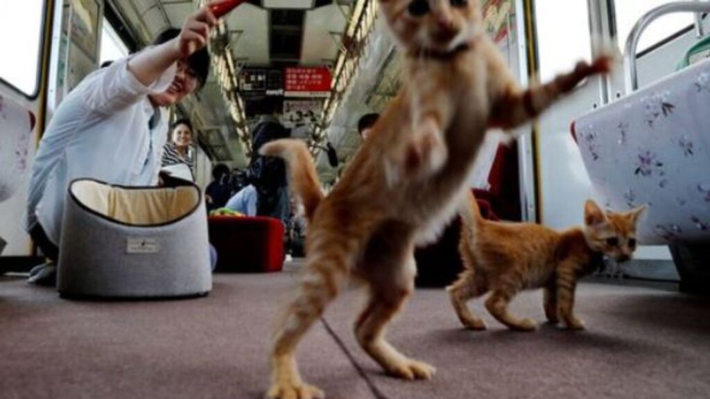 dei gatti su un treno