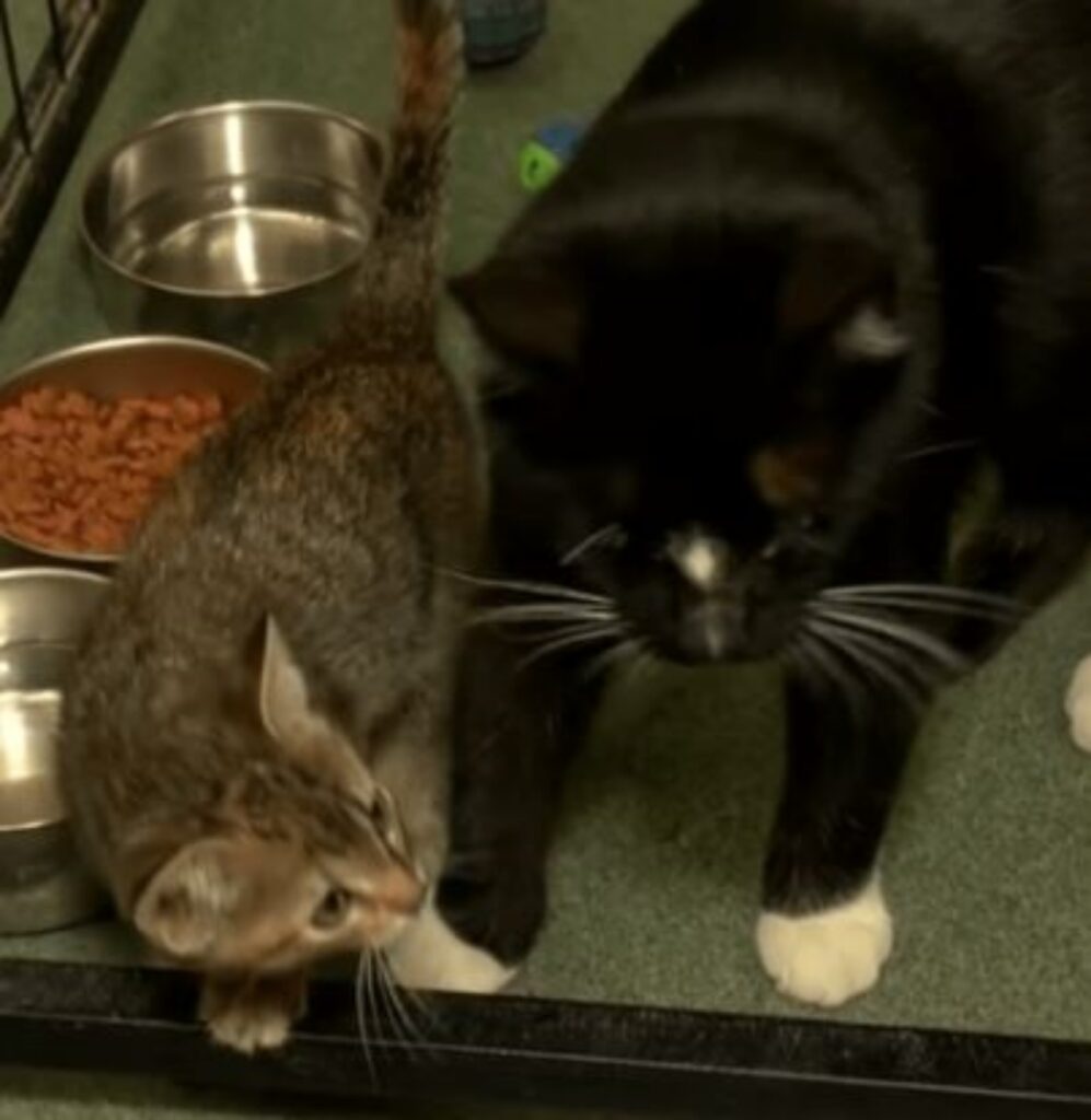 due gatti in un rifugio