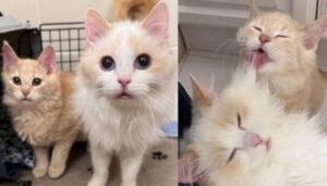 Due gatti diffidenti sono entrati per la prima volta in una casa calda e pulita e sono diventati due coccoloni di prima categoria