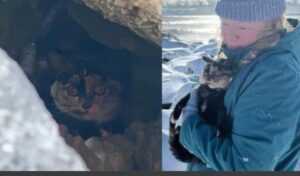 Si nasconde tra le rocce, ma i soccorritori continuano a provare a salvare il gattino anche in mezzo alla tempesta di neve