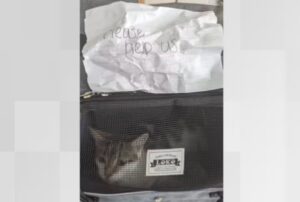 “Per favore, aiutaci”: così mamma gatta e il suo gattino vengono ritrovati, disperati e bisognosi di una casa