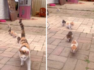 Mamma gatta sfila con i suoi amati gattini e la loro passerella scioglie i cuori di tutti coloro che li vedono
