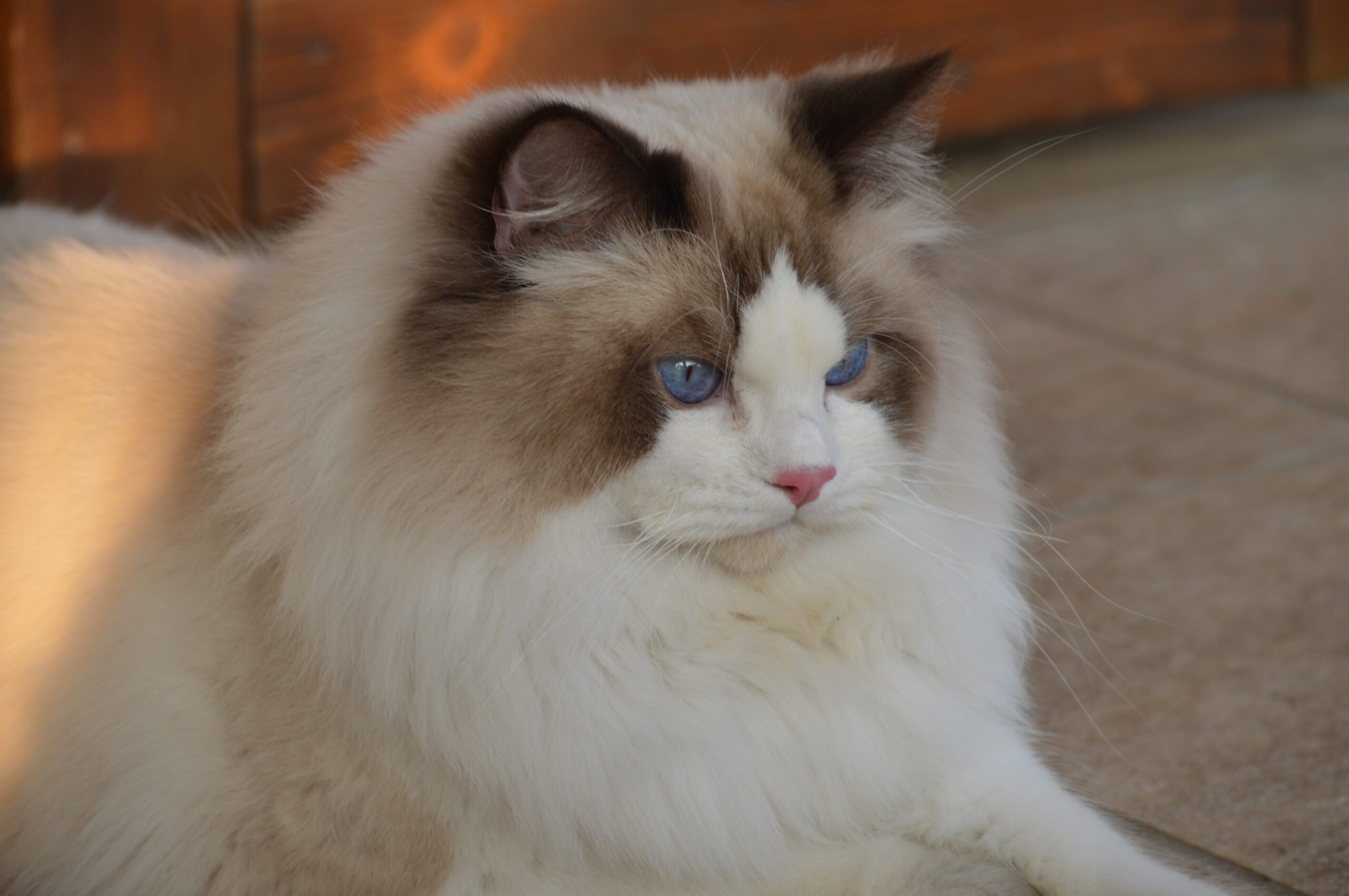 ragdoll gatto