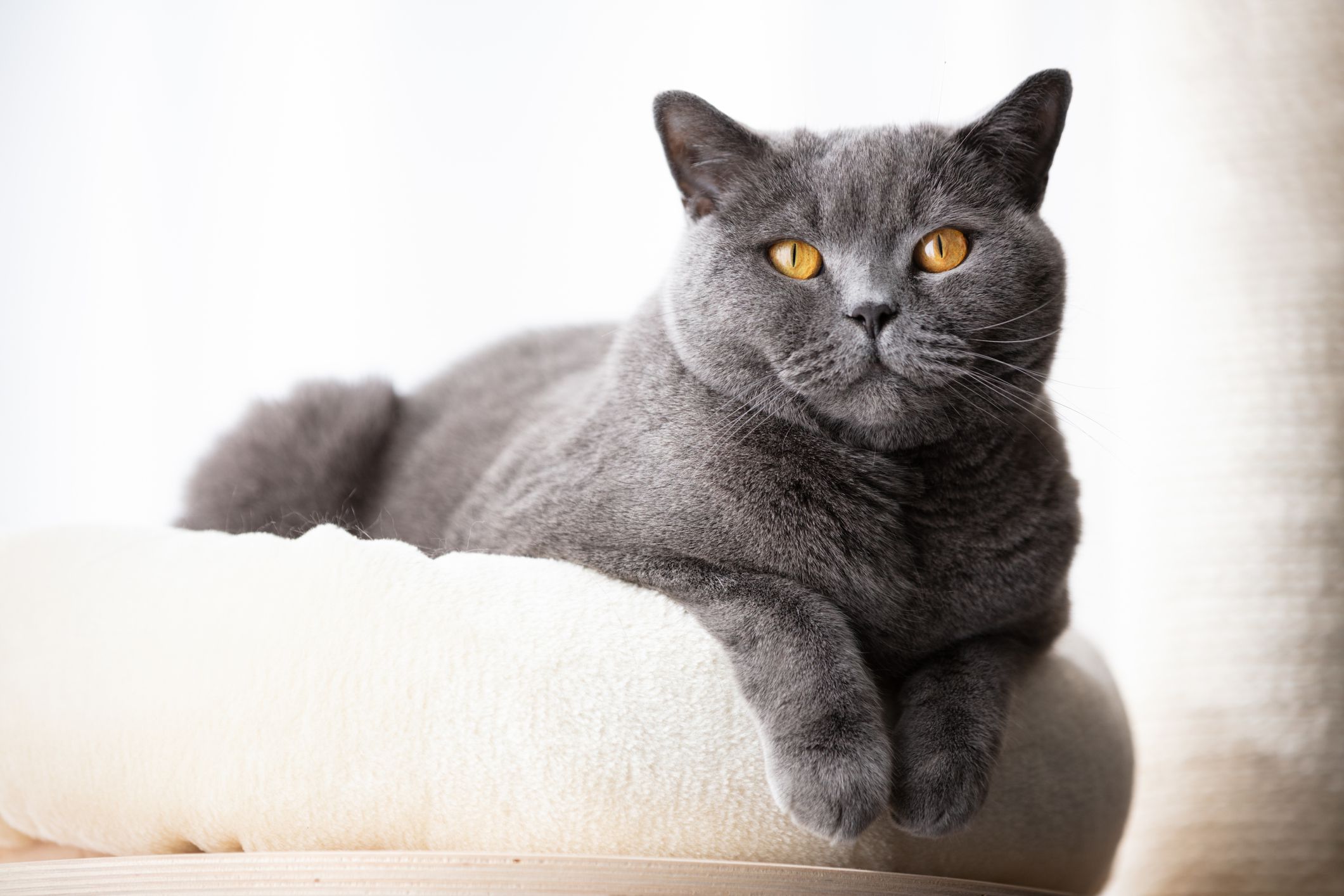 gatto british shorthair