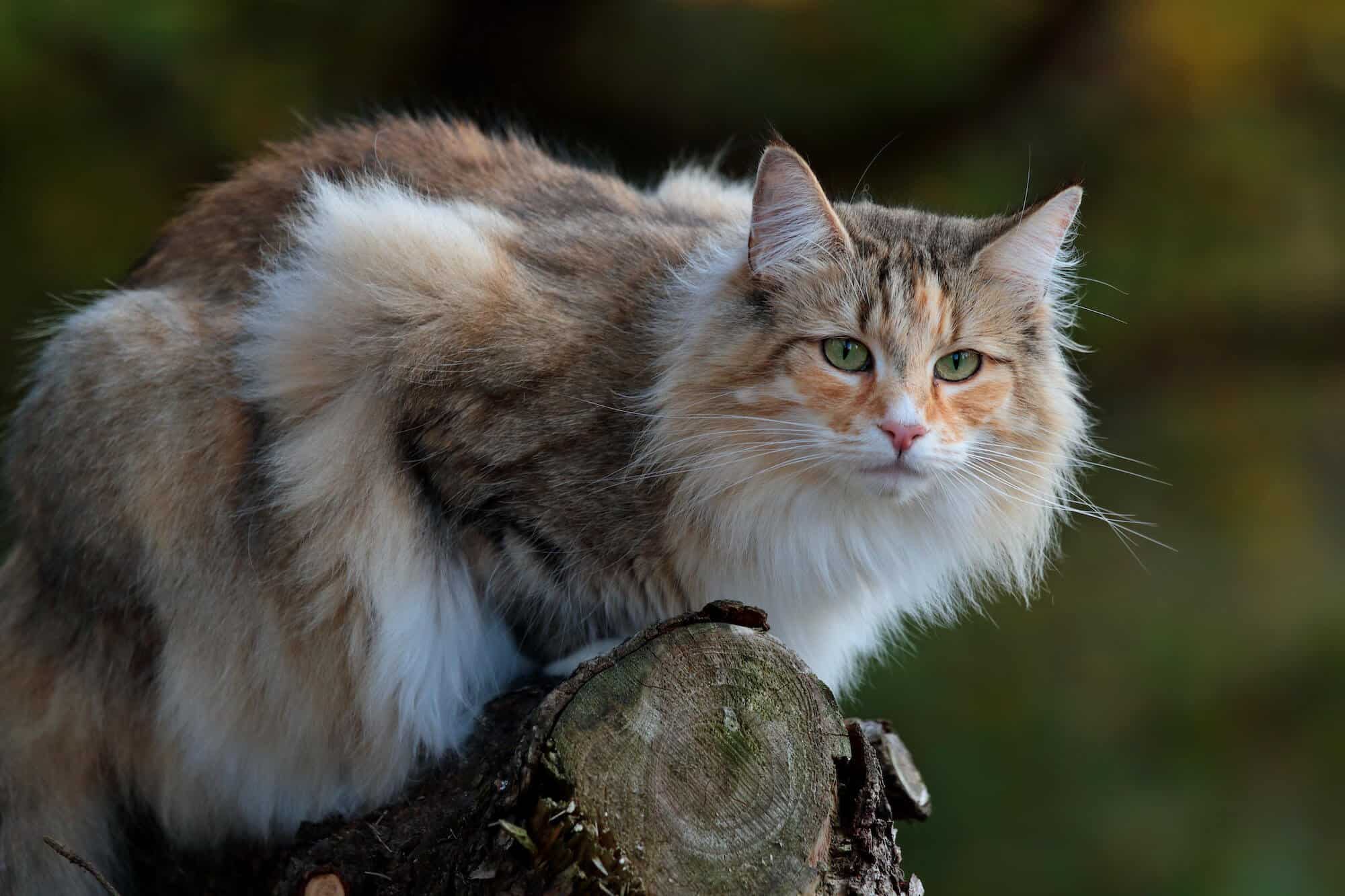 gatto delle foreste norvegesi 