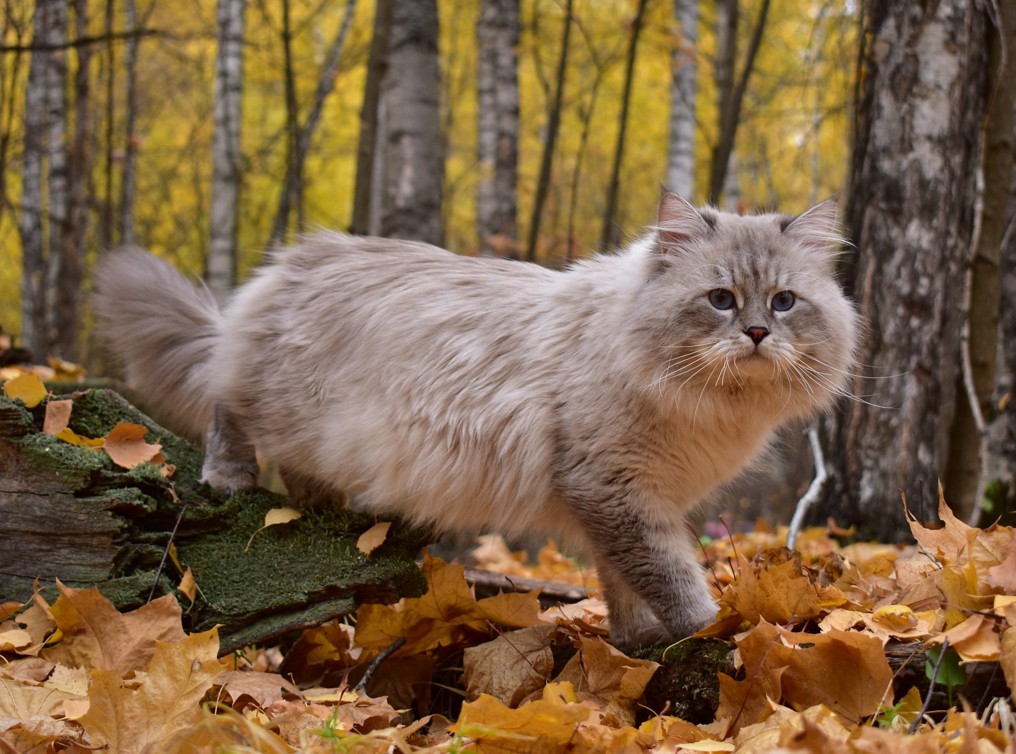 gatto siberiano