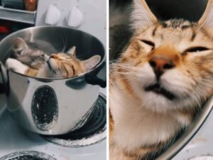 I gatti di quest’uomo hanno deciso di ostacolare la preparazione della cena nel modo più divertente possibile