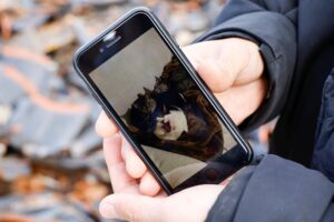 Gatti smarriti nel terremoto in Giappone: il proprietario ha perso tutto, li vuole trovare