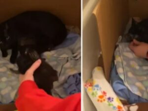 La loro vera mamma gatta purtroppo è scomparsa, ma questi gattini hanno trovato una madre dolcissima tutta per loro