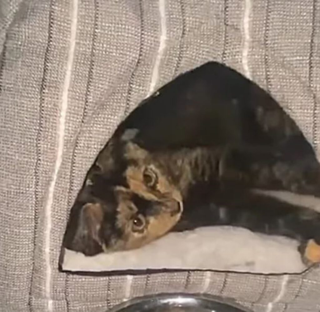 una gattina in una cuccia