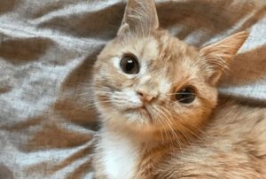È passata dal rischiare la vita a diventare una vera e propria diva: la storia di questa gattina è bellissima