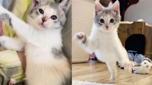 La gattina che non si reggeva in piedi è impazzita di gioia quando ha finalmente lasciato il rifugio