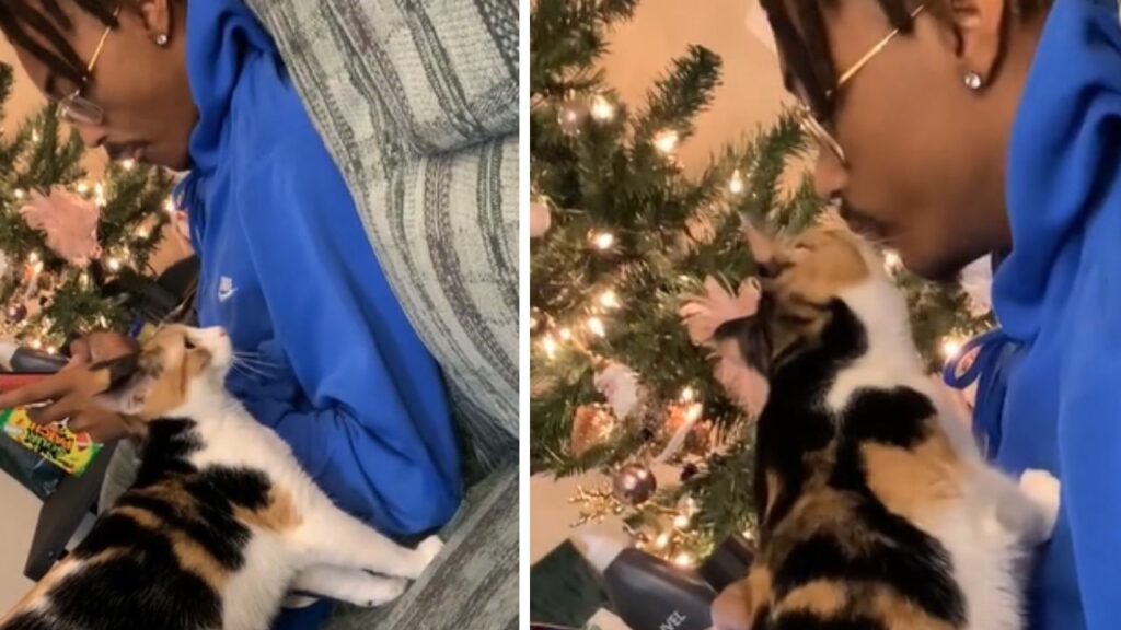 gatta vicino all'albero di Natale