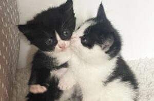 Hanno recuperato mamma gatta e i suoi gattini da un loft: chi li ha trovati non riusciva a crederci