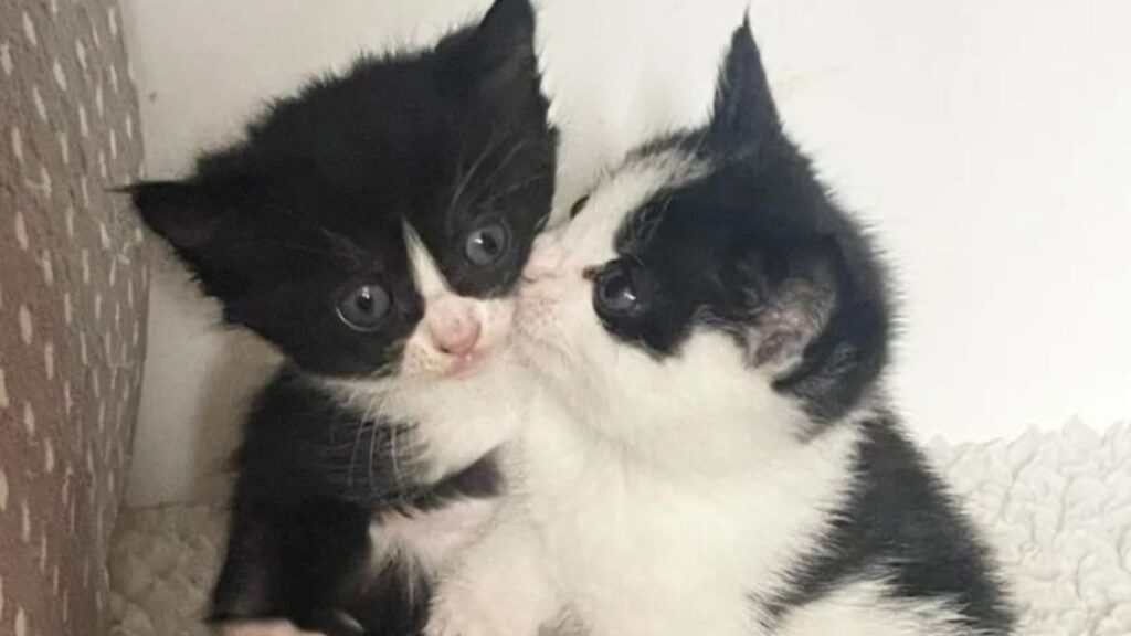 due gattini dolci