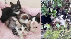 Dopo aver perso mamma gatta, questi gattini stavano rannicchiati al freddo vicino a una superstrada: poi la loro vita è cambiata