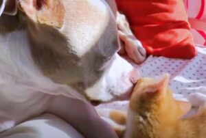 I gattini sono stati “mandati dal cielo” con una missione speciale: dare una nuova ragione di vita al cane