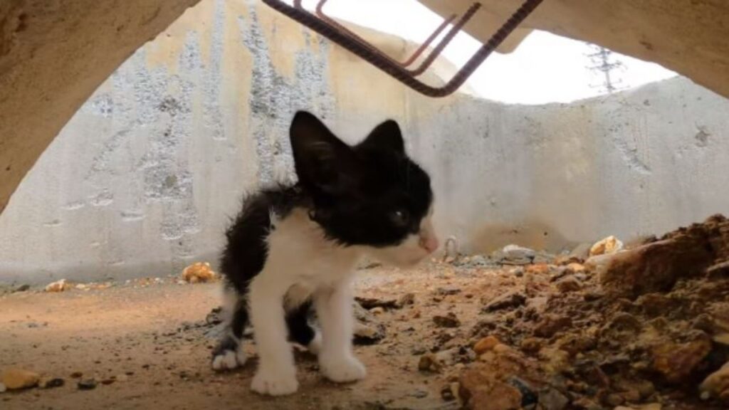 un gattino abbandonato